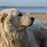 Incontriamo sulla prima spiaggia del Lungomare IX Maggio: il �waterfront� che negli ultimi anni � stato oggetto di riqualificazione